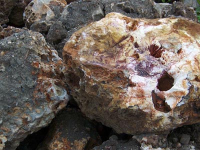 Antique Coral Farmington Hills Michigan, Antique Coral West Bloomfield Michigan, Antique Coral Livonia Michigan, Antique Coral Southfield Michigan, Antique Coral Detroit Michigan, Antique Coral Northville Michigan, Antique Coral Novi Michigan, Decorative Stones Farmington Hills Michigan, Decorative Stones West Bloomfield Michigan, Decorative Stones Livonia Michigan, Decorative Stones Southfield Michigan, Decorative Stones Detroit Michigan, Decorative Stones Northville Michigan, Decorative Stones Novi Michigan, Rocks Farmington Hills Michigan, Rocks West Bloomfield Michigan, Rocks Livonia Michigan, Rocks Southfield Michigan, Rocks Detroit Michigan, Rocks Northville Michigan, Rocks Novi Michigan, Boulders Farmington Hills Michigan, Boulders West Bloomfield Michigan, Boulders Livonia Michigan, Boulders Southfield Michigan, Boulders Detroit Michigan, Boulders Northville Michigan, Boulders Novi Michigan